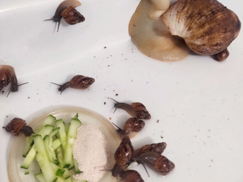 Продам улитят Ахатины Ретикуляты